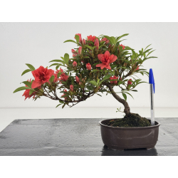 Azalea I-8028