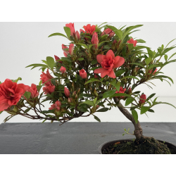 Azalea I-8028 view 2