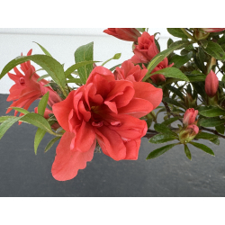 Azalea I-8028 view 3