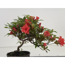 Azalea I-8028 view 4