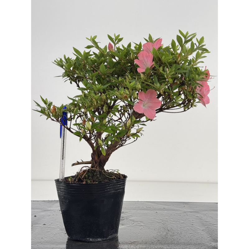 Azalea I-8029