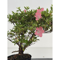 Azalea I-8029 vista 2