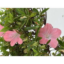 Azalea I-8029 vista 3