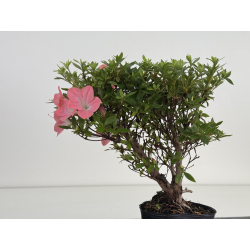 Azalea I-8029 vista 4