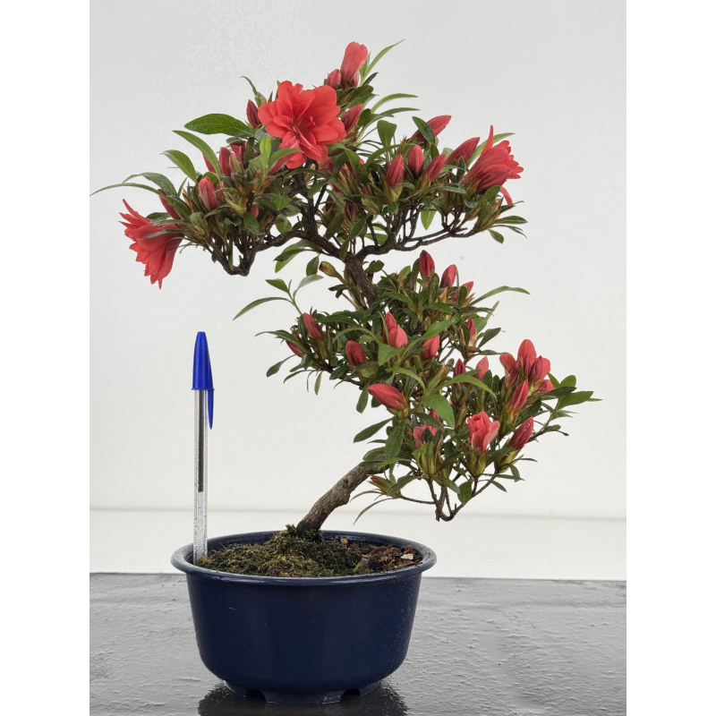 Azalea I-8030