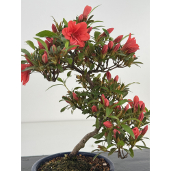 Azalea I-8030 view 2