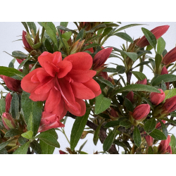 Azalea I-8030 view 3