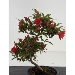 Azalea I-8030 view 4