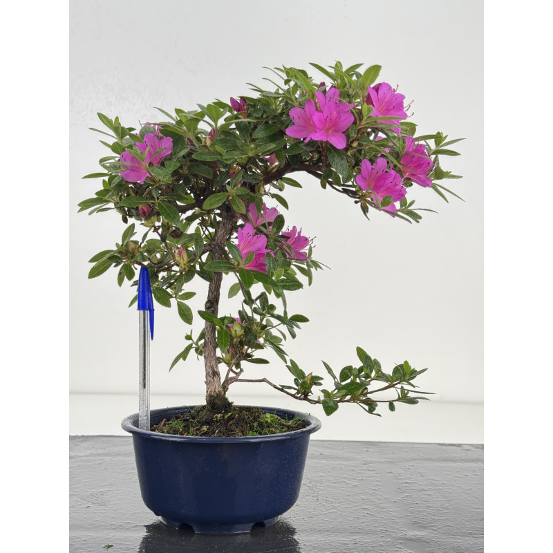 Azalea I-8031