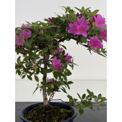 Azalea I-8031 view 2