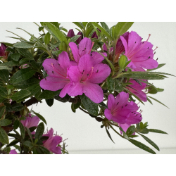 Azalea I-8031 view 3