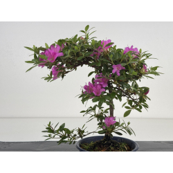 Azalea I-8031 view 4