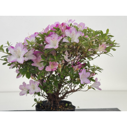 Azalea I-8032 view 2