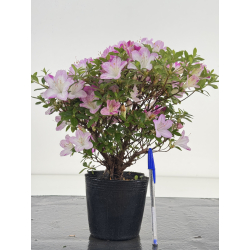 Azalea I-8032