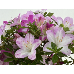 Azalea I-8032 view 3