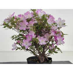 Azalea I-8032 view 4