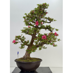 Azalea Osakazuki I-8033