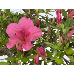 Azalea Osakazuki I-8033 view 3