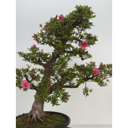 Azalea Osakazuki I-8033 view 4