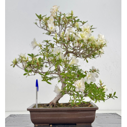 Azalea Shiten-no-mai I-8034