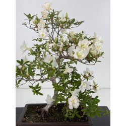 Azalea Shiten-no-mai I-8034 vista 2
