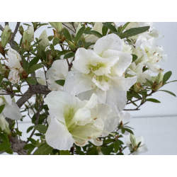 Azalea Shiten-no-mai I-8034 vista 3