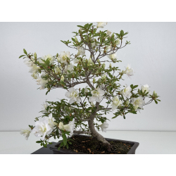Azalea Shiten-no-mai I-8034 vista 4