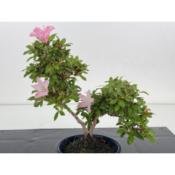 Azalea I-8035 vista 2