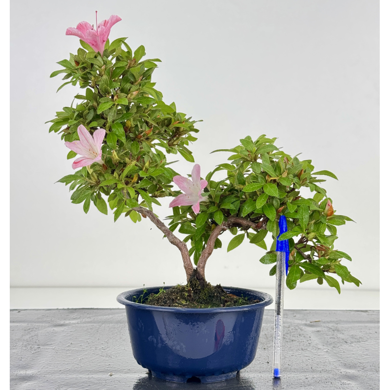 Azalea I-8035