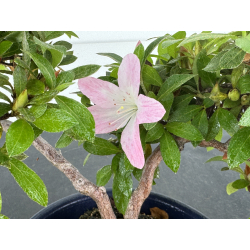 Azalea I-8035 vista 3