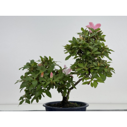 Azalea I-8035 vista 4