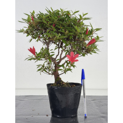Azalea I-8036