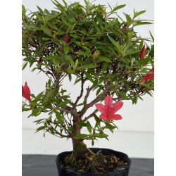 Azalea I-8036 vista 2