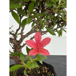 Azalea I-8036 vista 3