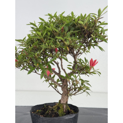 Azalea I-8036 vista 4