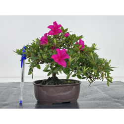 Azalea I-8037