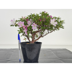 Azalea I-8038