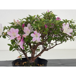 Azalea I-8038 vista 2