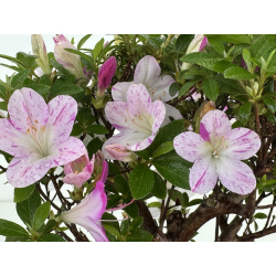 Azalea I-8038 vista 3