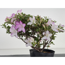 Azalea I-8038 vista 4