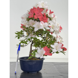 Azalea I-8039