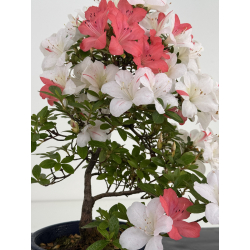 Azalea I-8039 vista 2