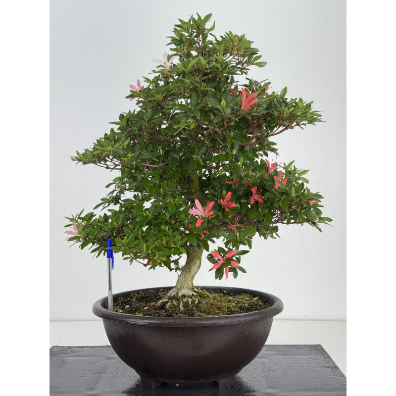 Azalea Sachi-no-kirameki I-8040 Azalea Sachi-no-kirameki I-8040