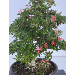 Azalea Sachi-no-kirameki I-8040 vista 2