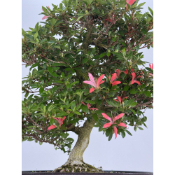 Azalea Sachi-no-kirameki I-8040 vista 3