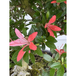 Azalea Sachi-no-kirameki I-8040 vista 4