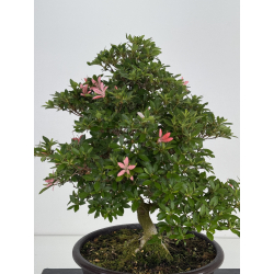 Azalea Sachi-no-kirameki I-8040 vista 5