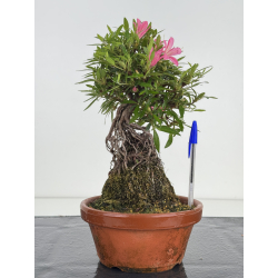 Azalea Shorin I-8041