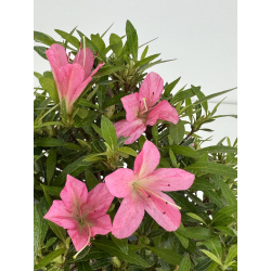 Azalea Shorin I-8041 vista 3