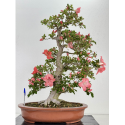 Azalea Yamato-no-kagayaki I-8043